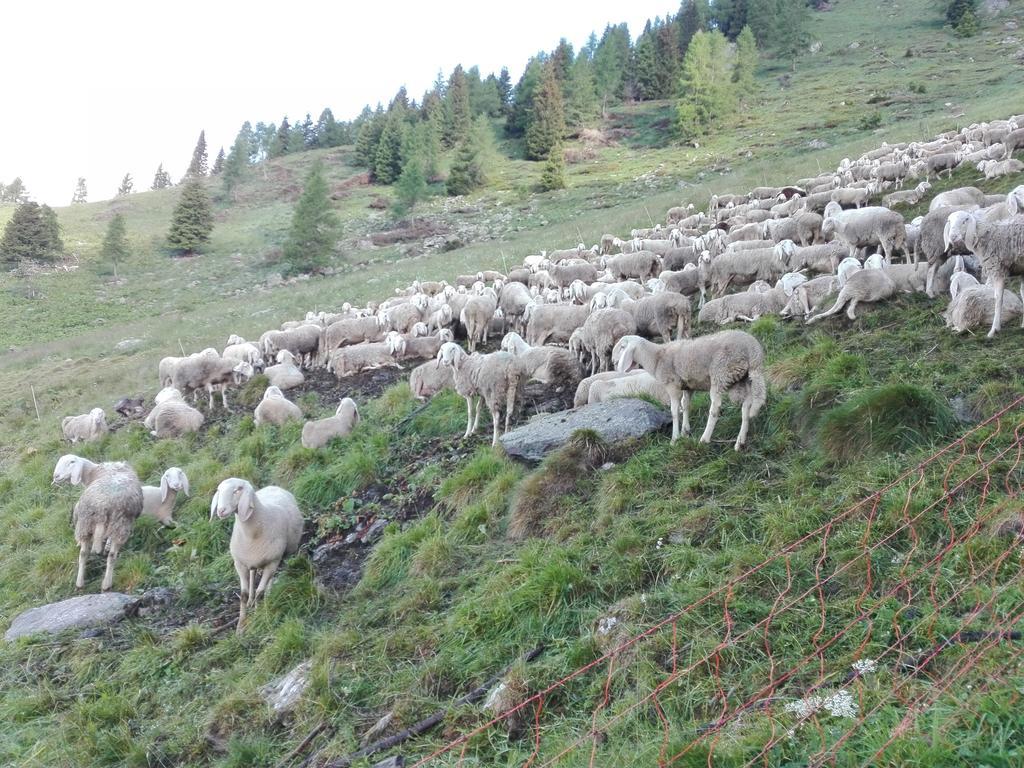 Agritur Cornasest Panzió Breguzzo Kültér fotó