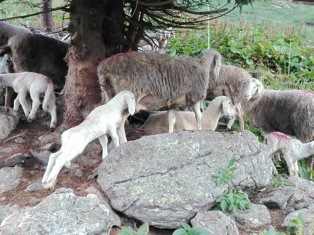 Agritur Cornasest Panzió Breguzzo Kültér fotó